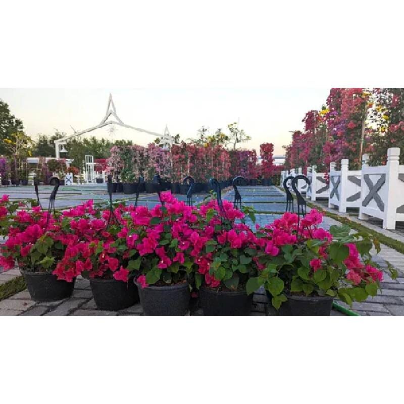 New York, Appliances, USD 9,  The Hidden Gem Plant Nursery In Southwest Ranches FL