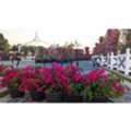 USD 9,  The Hidden Gem Plant Nursery In Southwest Ranches FL