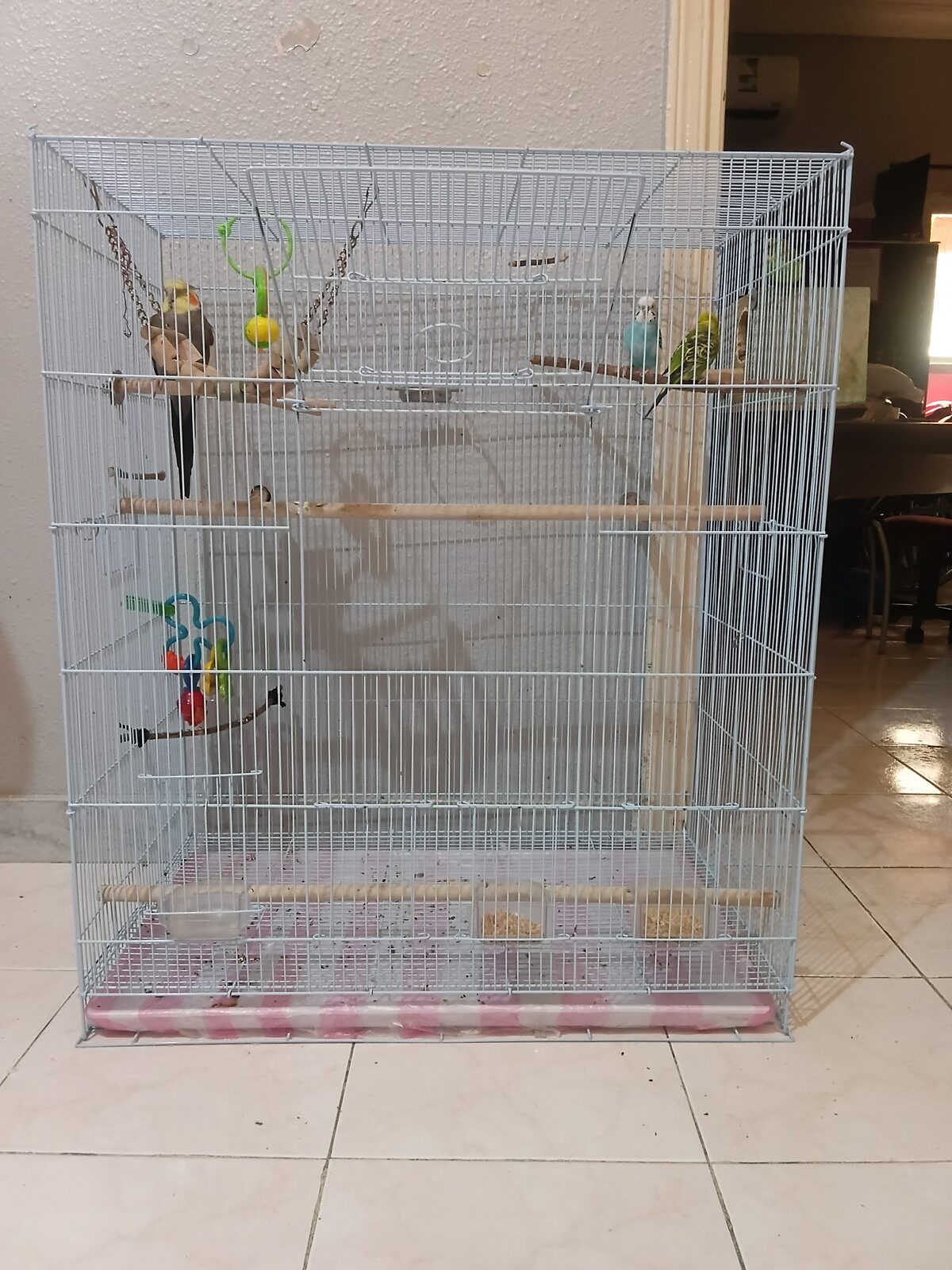 Jeddah, Pet Supplies, SAR 175,  Single Male Cocktail Parrot For Sale