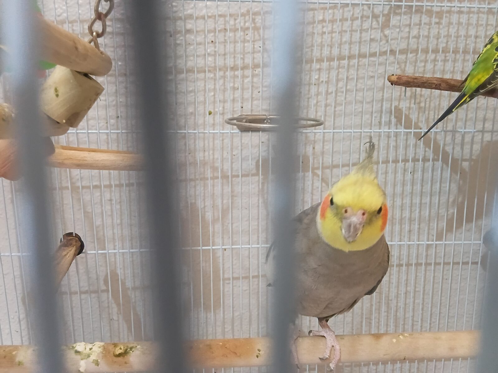 Jeddah, Pet Supplies, SAR 175,  Single Male Cocktail Parrot For Sale