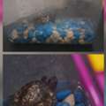 BHD 5,  TURTLE & BIRDS