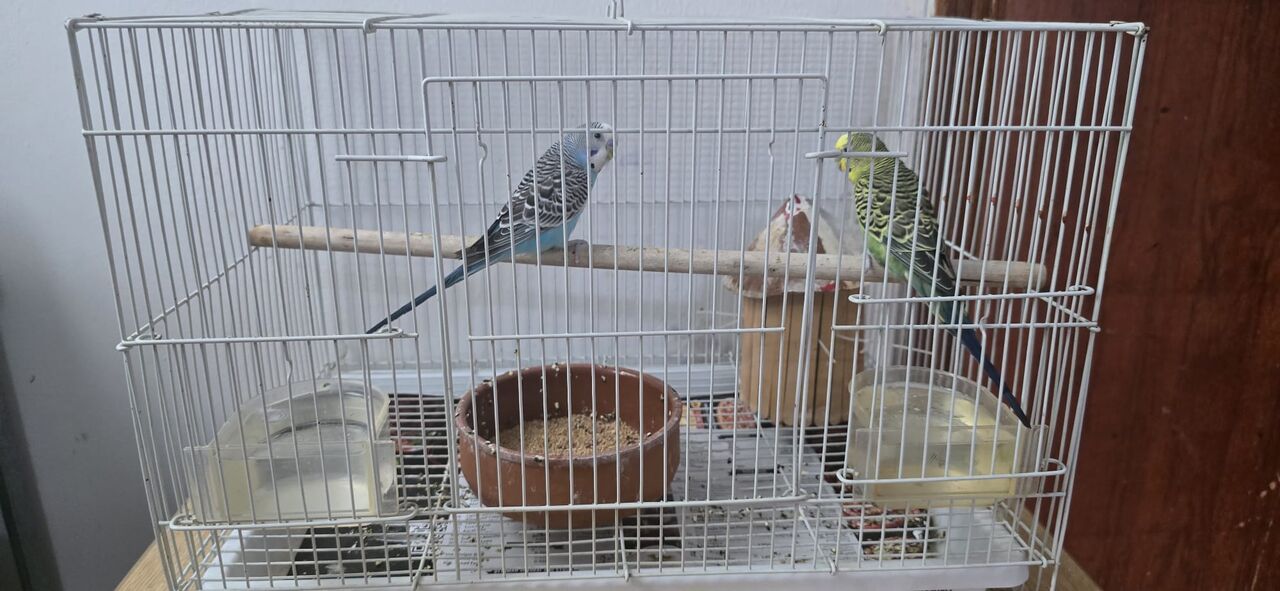 Manama, Pet Supplies, BHD 5,  TURTLE & BIRDS