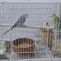 BHD 5,  PLANSTA & PETS