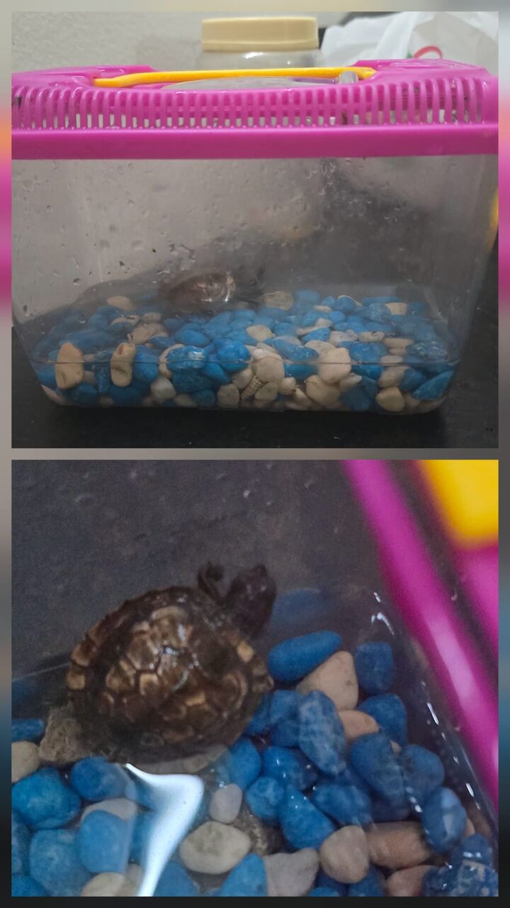 Manama, Farm & Garden, BHD 5,  PLANSTA & PETS