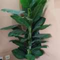 SAR 1,  House Items For Sale