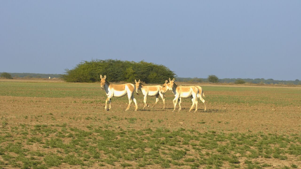 Ahmedabad, Travel, Gujarat Desert Tour | Little Rann Birding Tour
