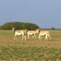 Gujarat Desert Tour | Little Rann Birding Tour