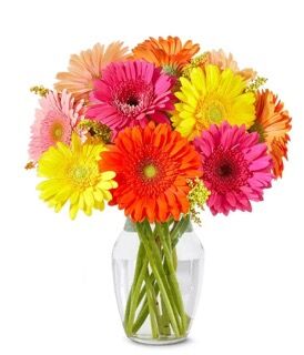 New York, Businesses For Sale, Send Gerberas | Gifts And Petals Elegant Floral Box