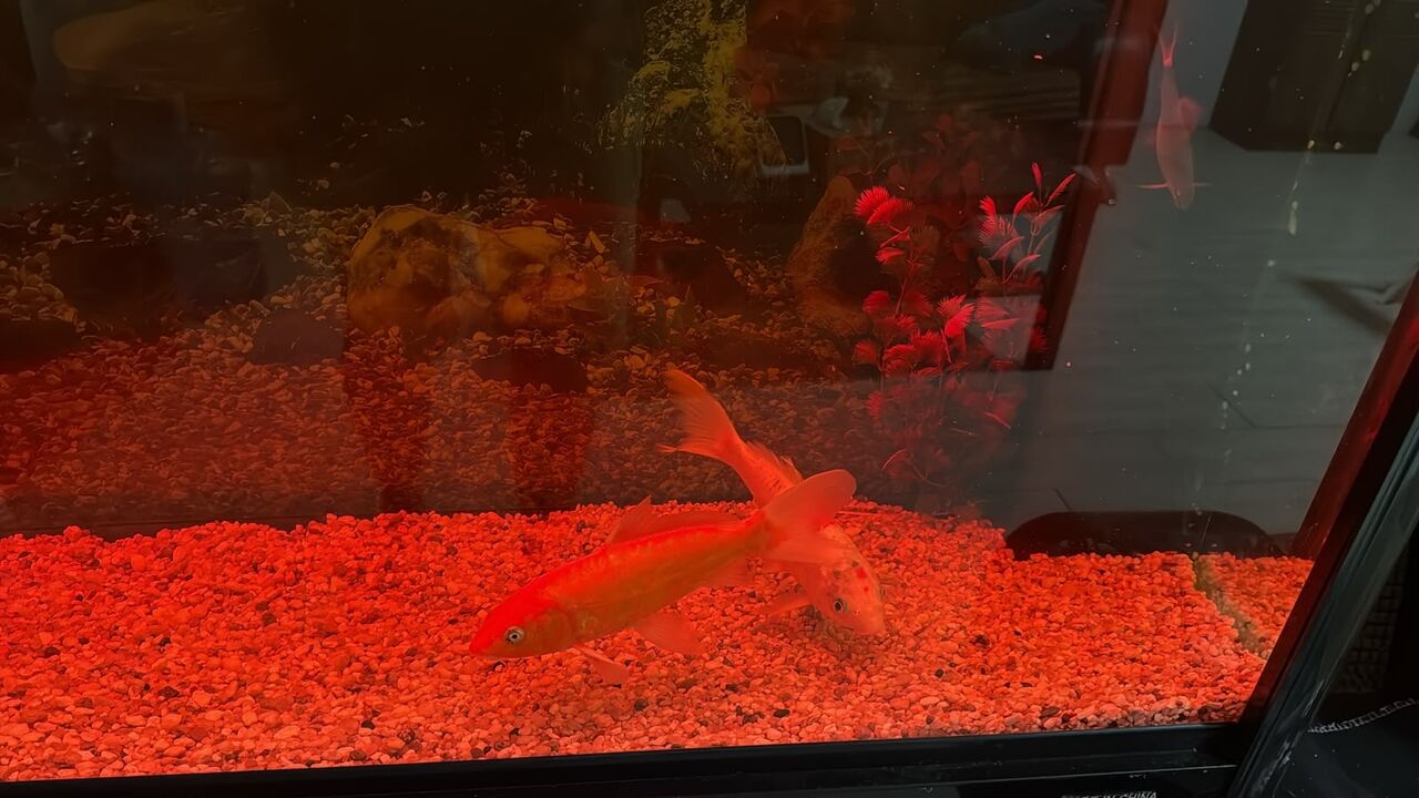 Dammam, Household Items, SAR 500,  Fish Tank (260 L)with Full Accessories And 2 Koi Fish