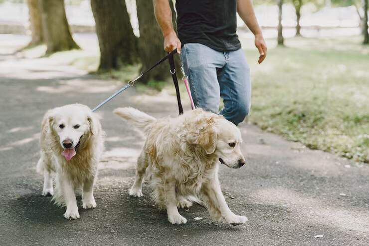 Bangalore, Pet Sitting, Dog Walkers In Mysore