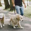 Dog Walkers In Mysore