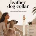 The Timeless Appeal Of Handcrafted Leather Dog Collars