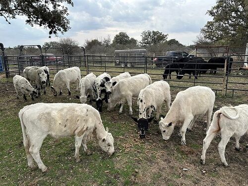 New York, Real Estate, Livestock Farming Services | Quality Genetics And Ethical Breeding