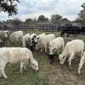 Livestock Farming Services | Quality Genetics And Ethical Breeding