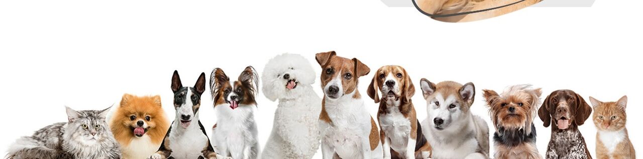 Dubai, Businesses For Sale, Crazy Pet