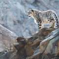 Best Snow Leopard Expedition Spiti | Raacho Trekkers