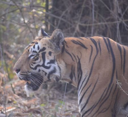Thane, Travel, Best Wildlife Lodges India