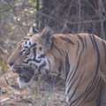 Best Wildlife Lodges India