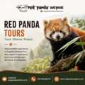 Red Panda Tours That Support Conservation Efforts