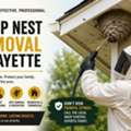 Wasp Nest Removal Lafayette: Keep Your Property Safe