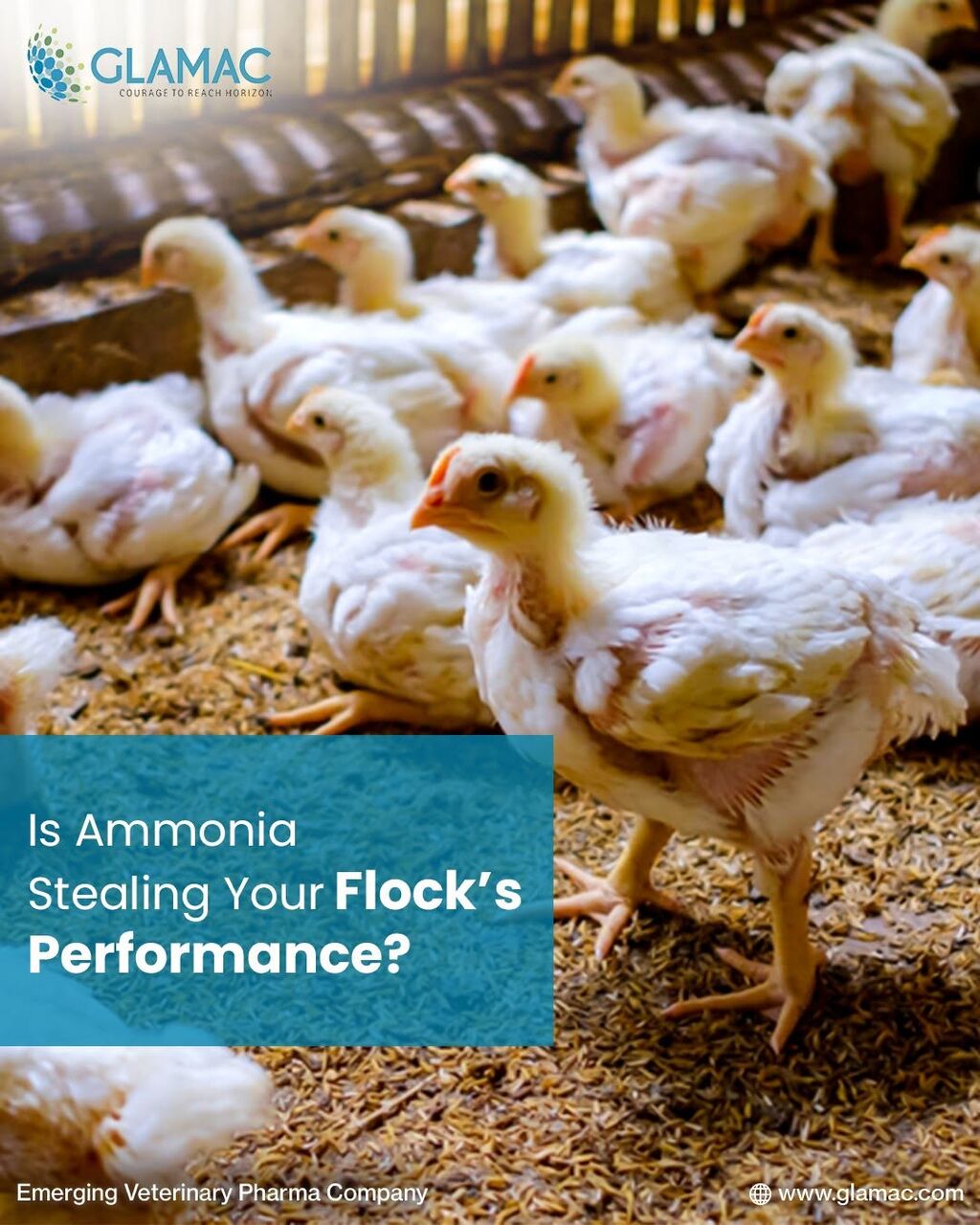 Mumbai, Business, Commercial Poultry Farming In India: Sustainable Solutions For Climate Change And Rising F