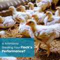 Commercial Poultry Farming In India: Sustainable Solutions For Climate Change And Rising F