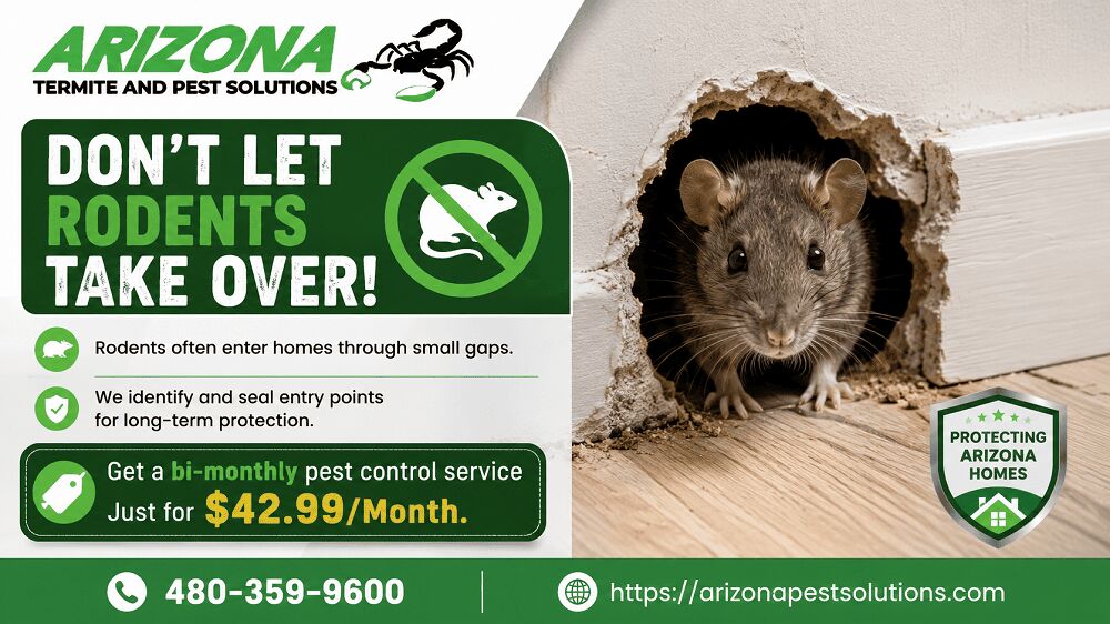 New York, Pest Control, Pest Control Experts In Chandler, AZ | Fast & Affordable Pest Control