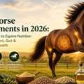 Best Horse Supplements 2026: Equine Nutrition & Joint Support Guide