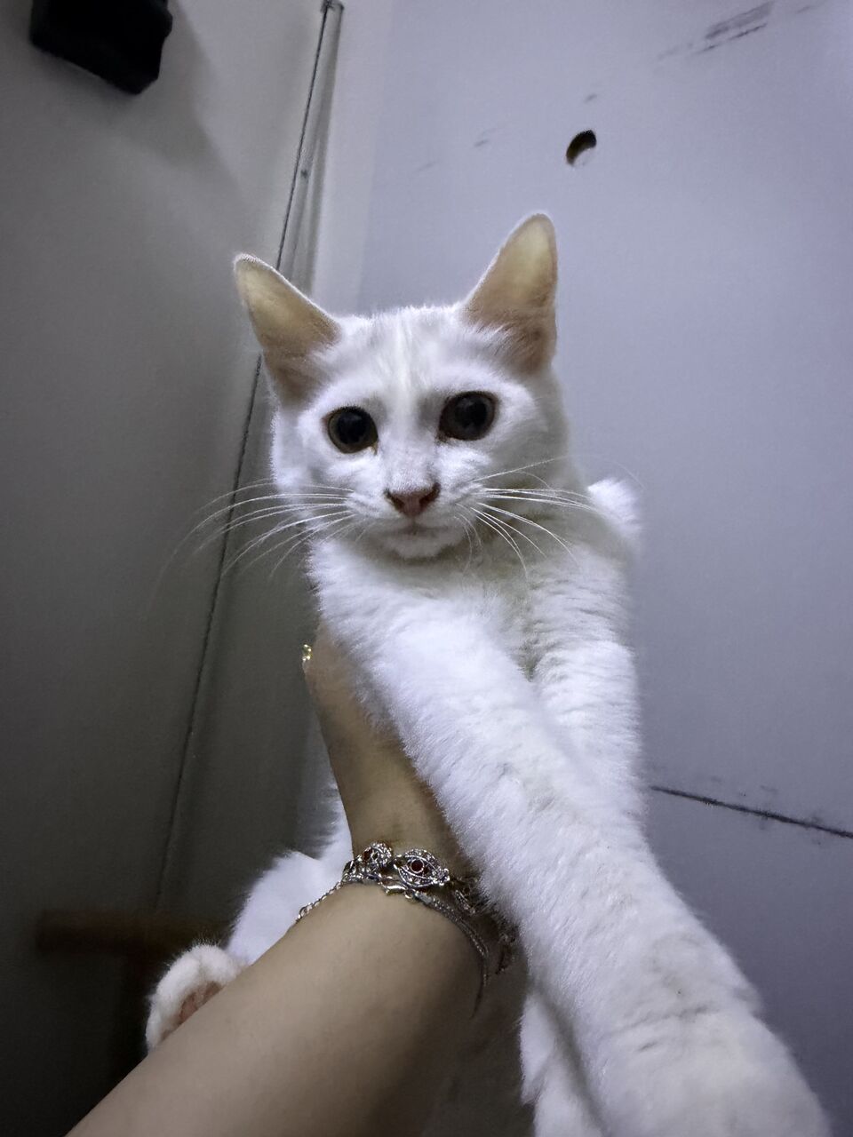 Riyadh, Free Items, SAR 50,  A 3 Month Old Shirazi Kitten, That Knows How To Use A Litter And Is Nice And Cute.