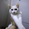SAR 50,  A 3 Month Old Shirazi Kitten, That Knows How To Use A Litter And Is Nice And Cute.