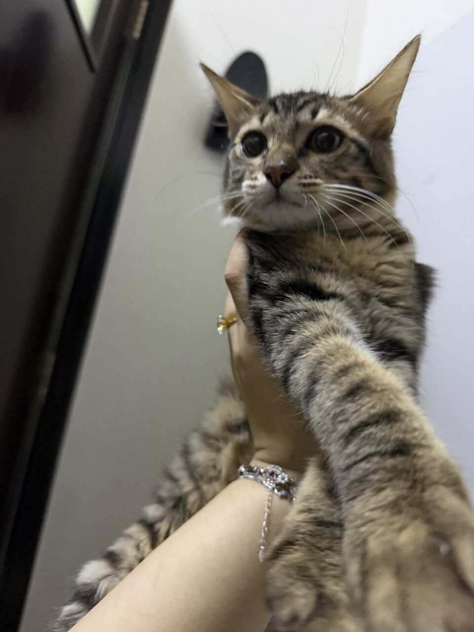 Riyadh, Free Items, SAR 50,  A 3 Month Old Shirazi Kitten, That Knows How To Use A Litter And Is Nice And Cute.