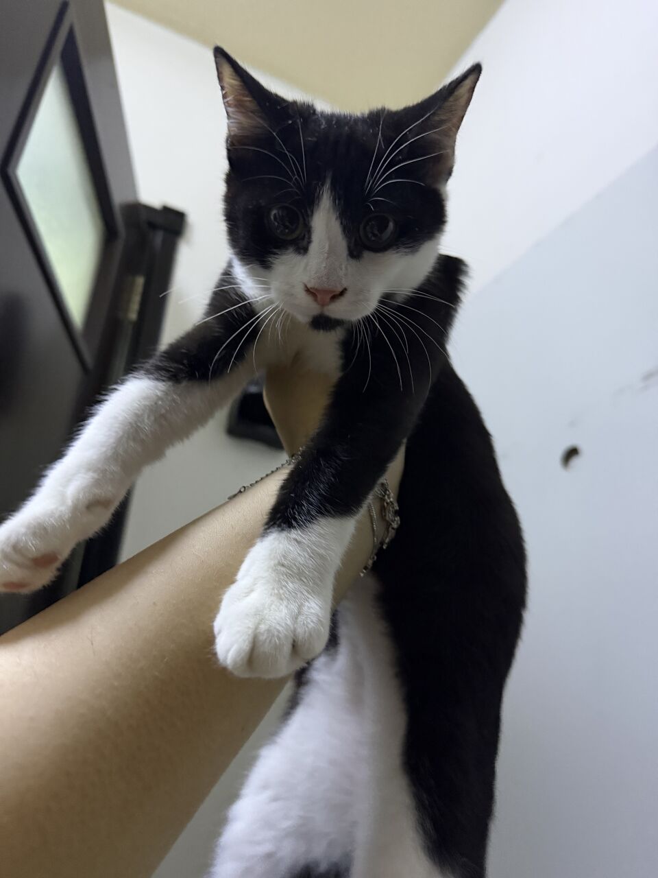 Riyadh, Free Items, SAR 50,  A 3 Month Old Shirazi Kitten, That Knows How To Use A Litter And Is Nice And Cute.
