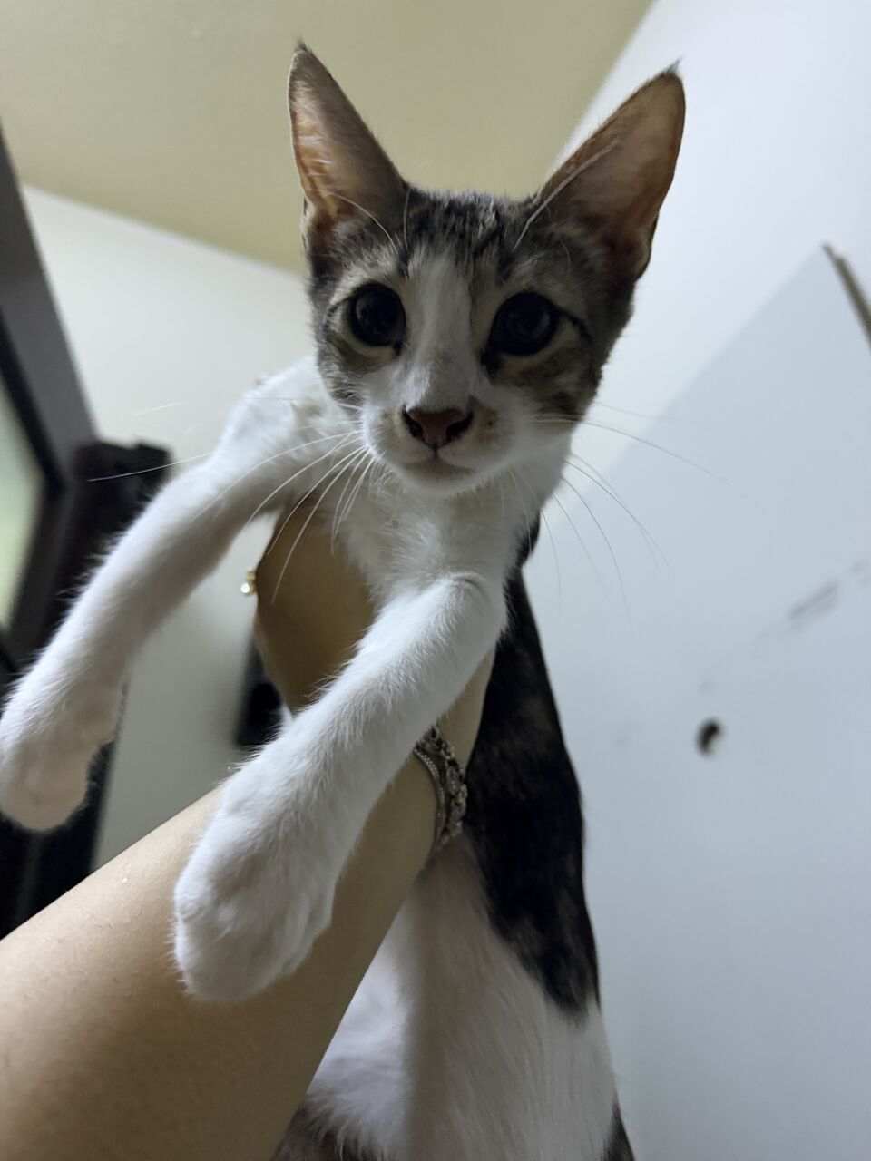 Riyadh, Free Items, SAR 50,  A 3 Month Old Shirazi Kitten, That Knows How To Use A Litter And Is Nice And Cute.