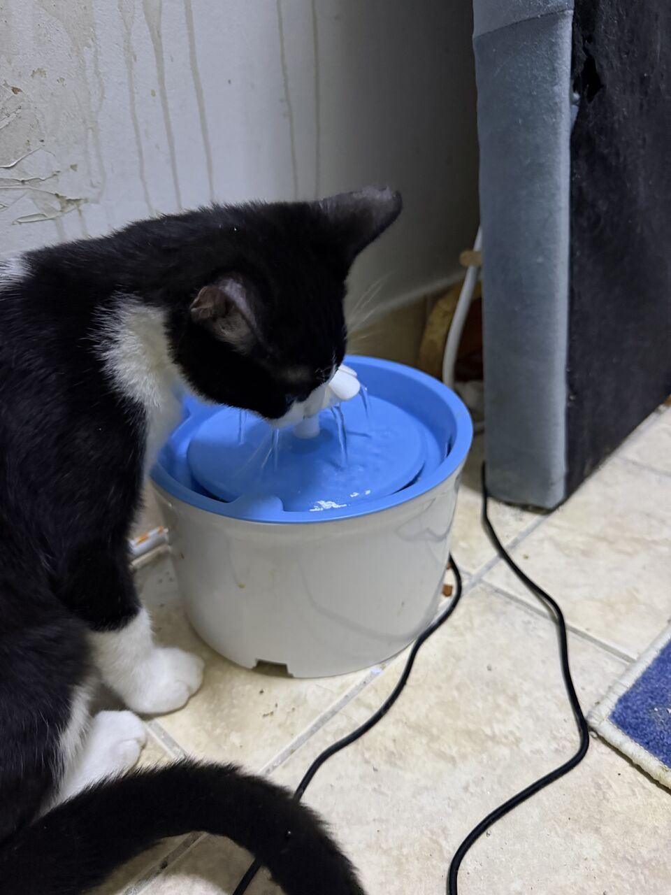 Riyadh, Free Items, SAR 50,  A 3 Month Old Shirazi Kitten, That Knows How To Use A Litter And Is Nice And Cute.