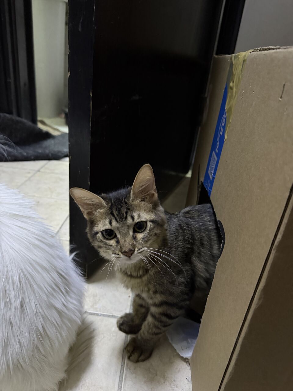 Riyadh, Free Items, SAR 50,  A 3 Month Old Shirazi Kitten, That Knows How To Use A Litter And Is Nice And Cute.