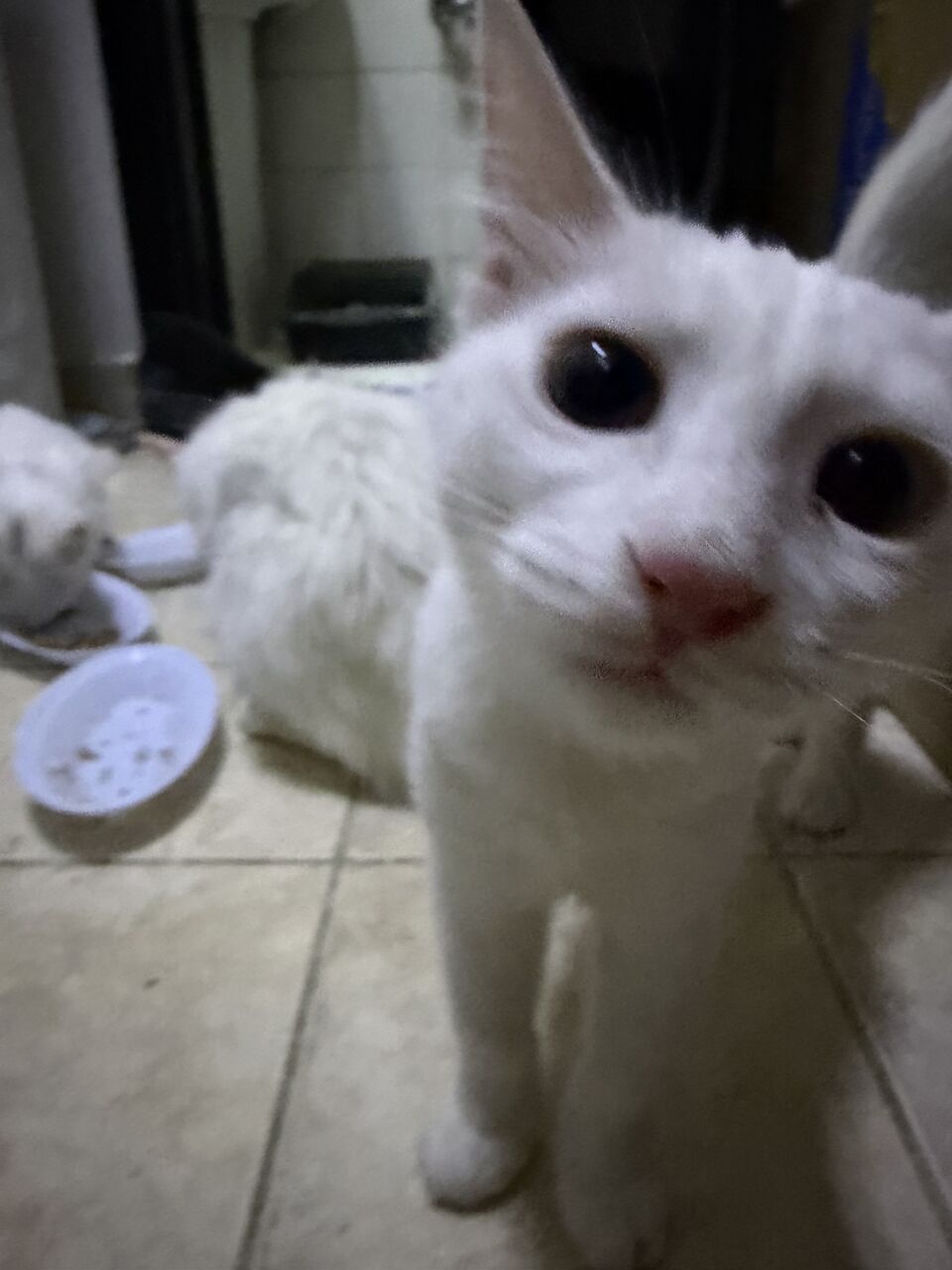 Riyadh, Free Items, SAR 50,  A 3 Month Old Shirazi Kitten, That Knows How To Use A Litter And Is Nice And Cute.
