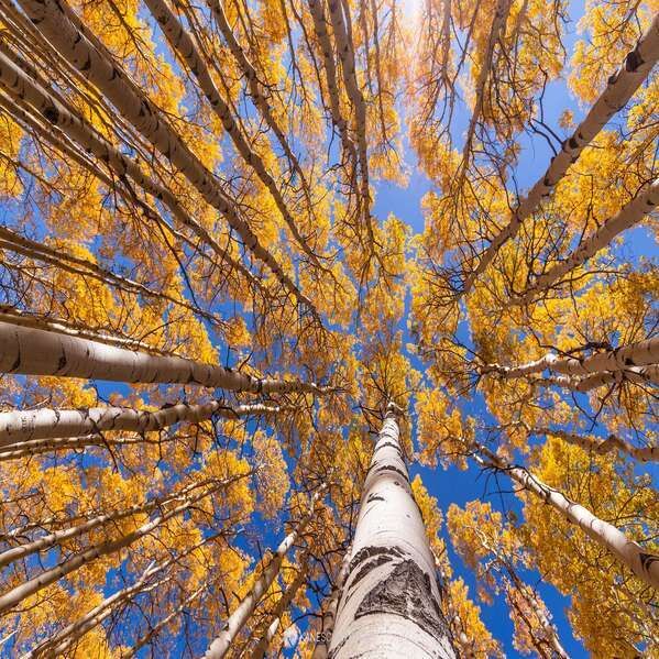 New York, Collectibles, USD 299,  Majestic Tree Art | Dense Aspen Grove Fine Art Print
