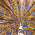 USD 299,  Majestic Tree Art | Dense Aspen Grove Fine Art Print