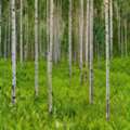 USD 2100,  Enchanting Forest Art | Aspen Fern Fine Art Print