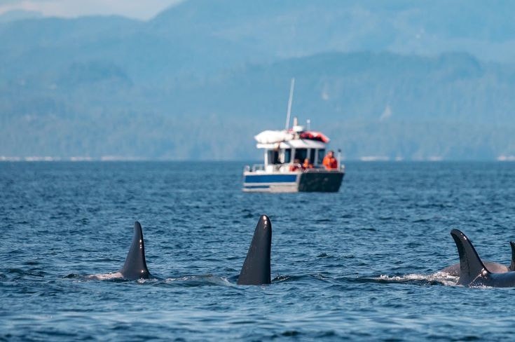 Vancouver, Travel, Private Boat Tours In Tofino | Whale Safaris BC