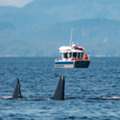 Private Boat Tours In Tofino | Whale Safaris BC