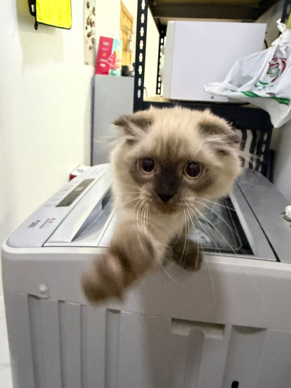 Khobar, Pet Supplies, SAR 750,  Himalayan X Scotish Fold 3months And Half