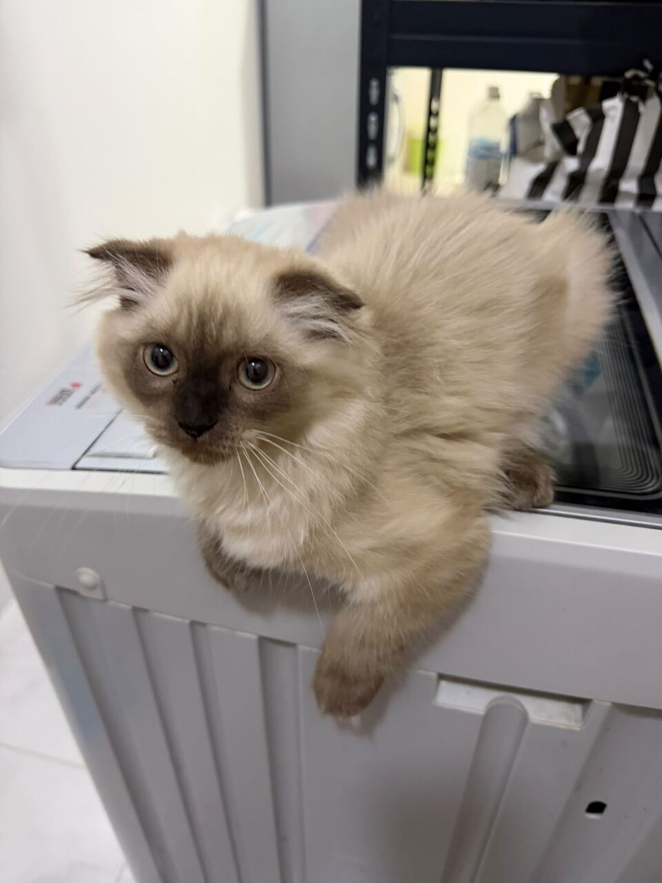 Khobar, Pet Supplies, SAR 750,  Himalayan X Scotish Fold 3months And Half