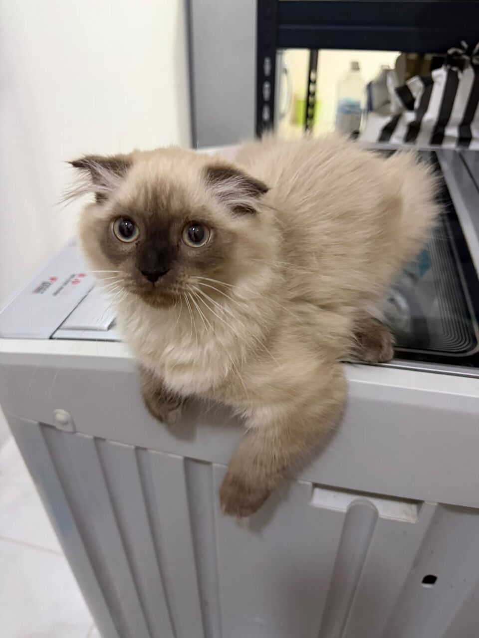 Khobar, Pet Supplies, SAR 750,  Himalayan X Scotish Fold 3months And Half