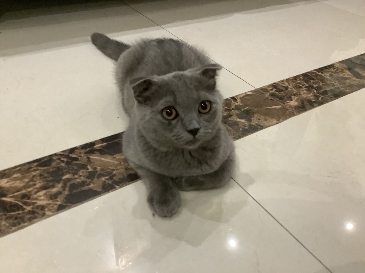 Khobar, Pet Supplies, SAR 400,  Pure Scottish Fold Kitten