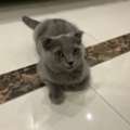 SAR 400,  Pure Scottish Fold Kitten