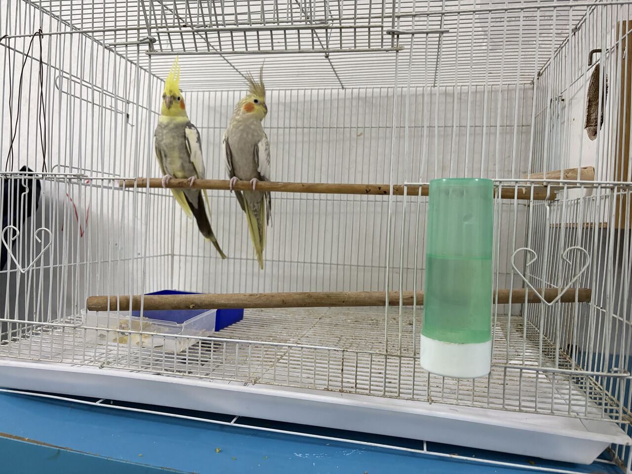 Jeddah, Pet Supplies, SAR 580,  Cocktail Parrots Pair