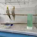 SAR 580,  Cocktail Parrots Pair