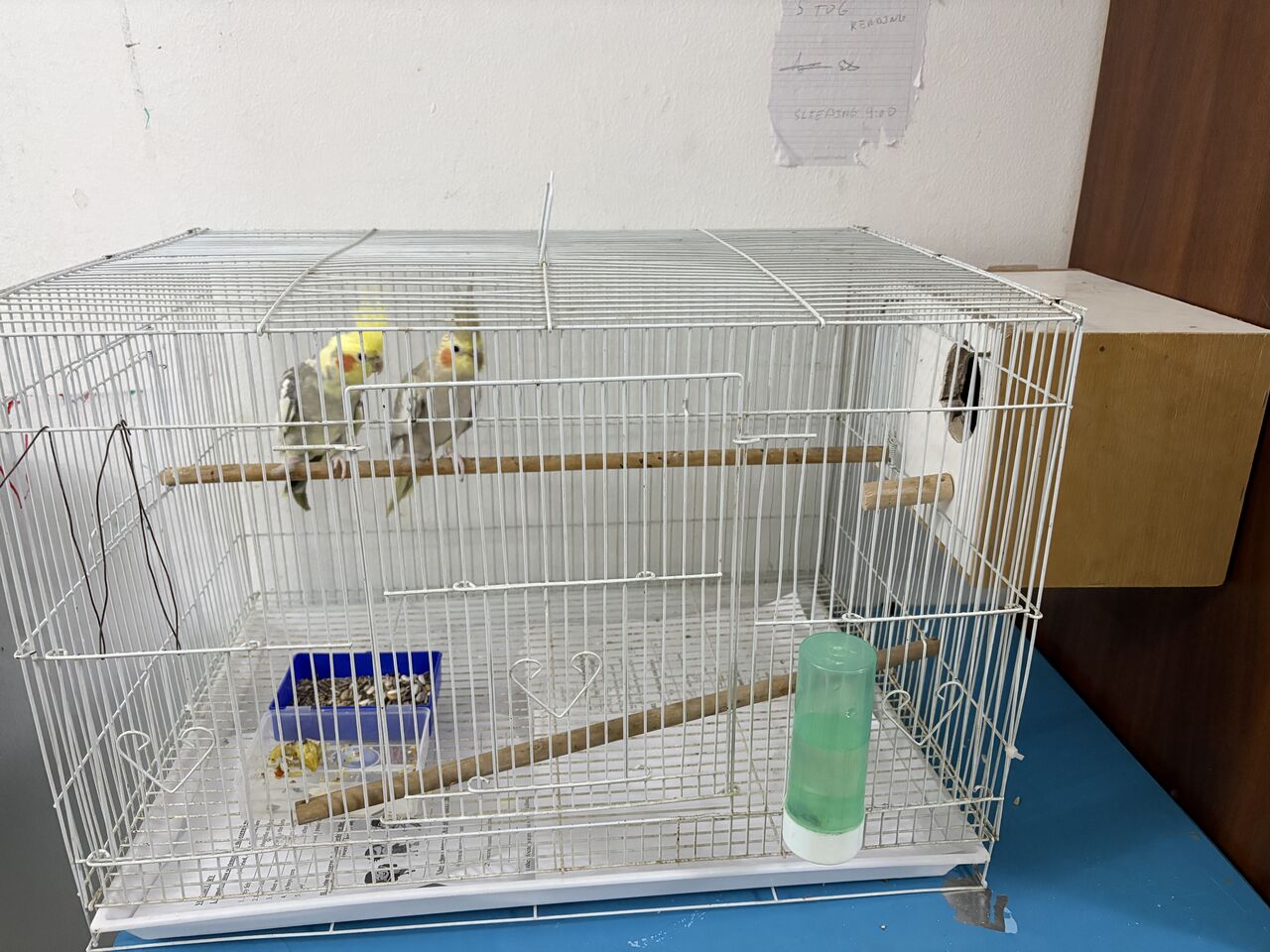 Jeddah, Pet Supplies, SAR 580,  Cocktail Parrots Pair