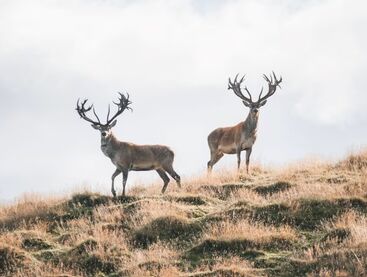 New York, Travel, Book Your New Zealand Red Stag & Deer Hunting Package At Poronui